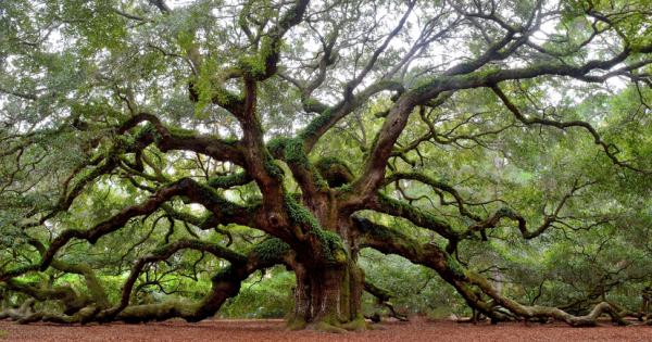 Въпреки че дори могъщите дъбове падат рано или късно някои