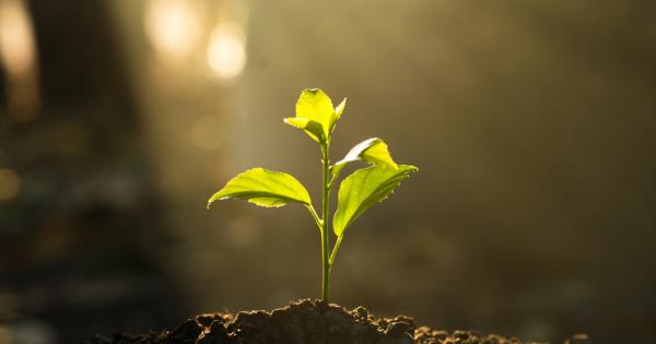 Американски учени успяха да декодират тайния език на фотосинтезата