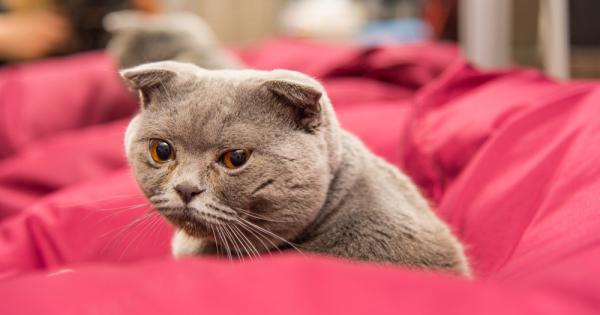 Британски учени са описали 25 признака на болка които котките