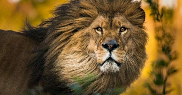 Знаете ли че само мъжките лъвове имат грива Тя не е