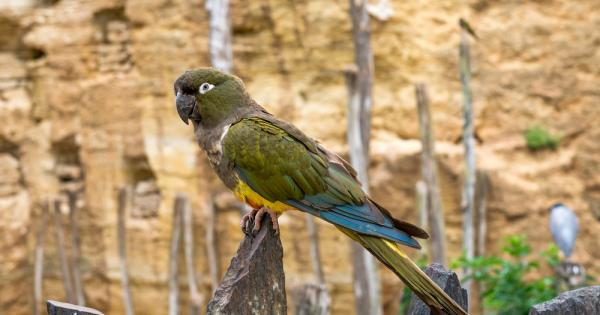 Какапо е вид папагалова птица реликт за Нова Зеландия Този