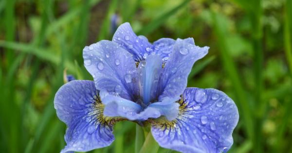 Рожденото цвете е това което се свързва с месеца на