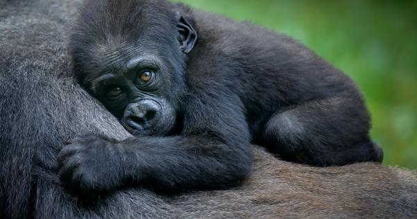 Учени предупреждават че пандемията от коронавирус може да заличи напълно