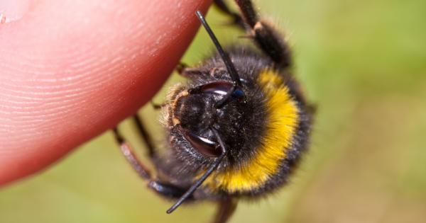 Ужилването от оса е много болезнено особено ако са засегнати