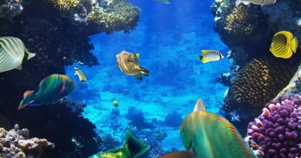 Морските корали могат да ускорят заздравяването на фрактурите смятат учени