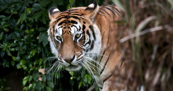 Тигърът е в сърцевината на много традиционни култури в Азия
