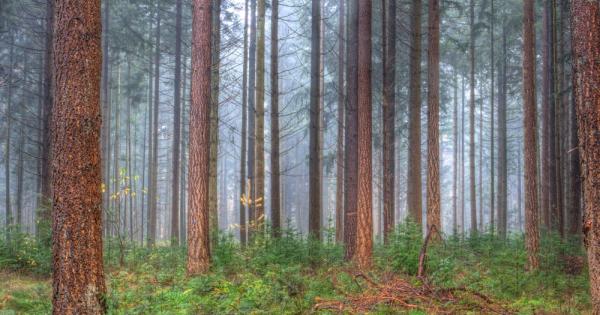 Учени установиха една наистина интересна връзка – по възрастните дърветата растат