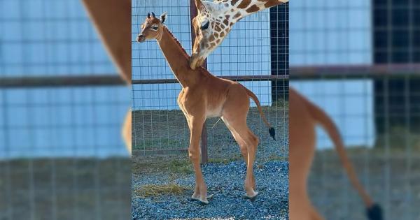 Природата е доста добра в измислянето на хитроумни цветови модели