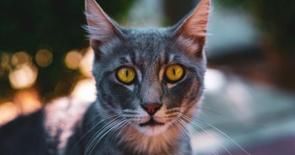 Всеки който се е разхождал из красивите улици на Лимасол