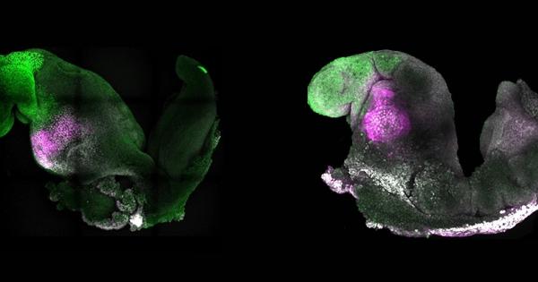Учени създадоха изкуствени миши ембриони от стволови клетки, без сперма,