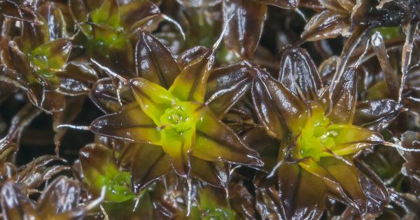 Мъховете са едни от най големите тераформисти на Земята които превръщат