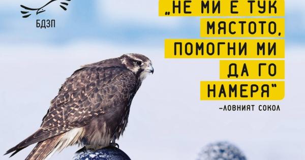 Интервю със Светослав Спасов Българско дружество за защита на птиците Как се