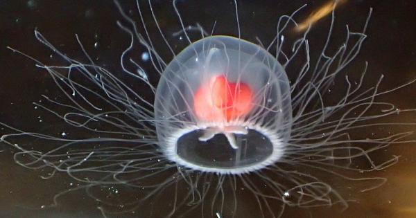 Безсмъртната медуза е наречена така защото на теория може да