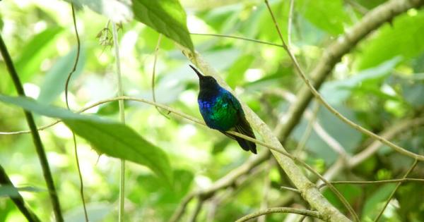 В Колумбия забелязаха за първи път от години една от