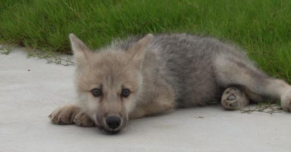 Китайска биотехнологична компания клонира полярен вълк за първи път и вдъхна