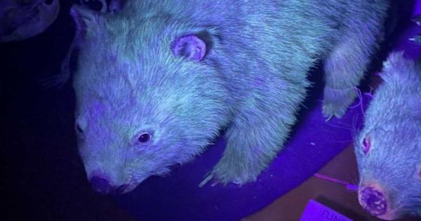 Първо стана ясно че ако птицечовката отиде на рейв парти