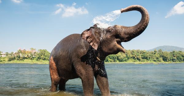 Международен екип от учени разкрива изненади за родословното дърво на