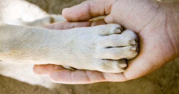 Нора е наплашена и травматизирано от живота си в приюта докато