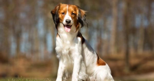 Да разбираме езика на тялото на кучето е важно за