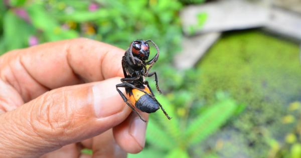 Един мъж видял невзрачно насекомо което се давело във водата