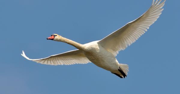 Един ден младият принц Сидхарта видял как дивите лебеди по бели