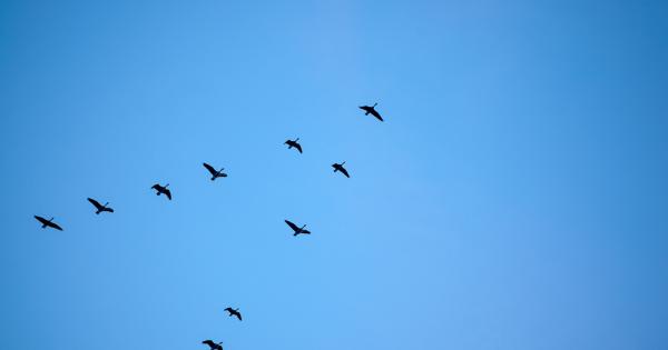 Всяка есен когато гледате гъските летящи на юг ще видите