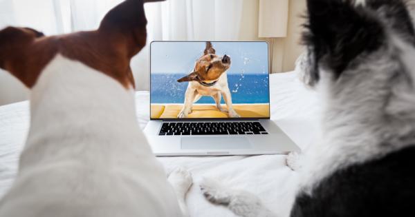 Собствениците на кучета често забелязват как домашните им любимци се