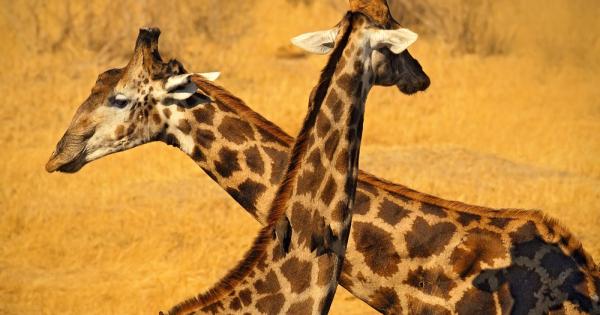 След като двойка мъжки съревноваващи се за женска влязат в