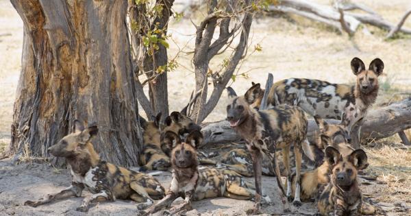 Дали животните които живеят на глутници просто следват водачите си
