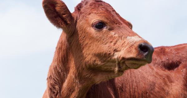 На едно зелено свежо пасище живеели три крави бяла черна