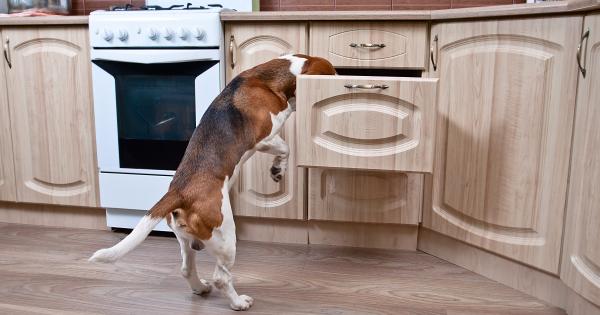 Да имаш домашен любимец е голяма отговорност която не се