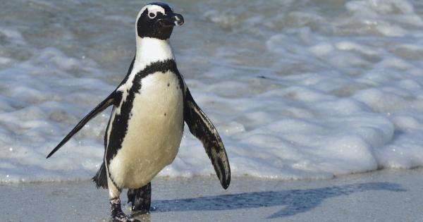 Да отглеждаш диви животни като домашни любимци в Бразилия е