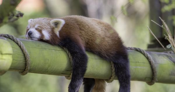 Всеки от нас би искал да увеличи денонощието с още