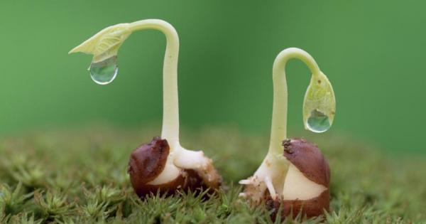 В плодородната пролетна почва две семена лежали едно до друго Първото