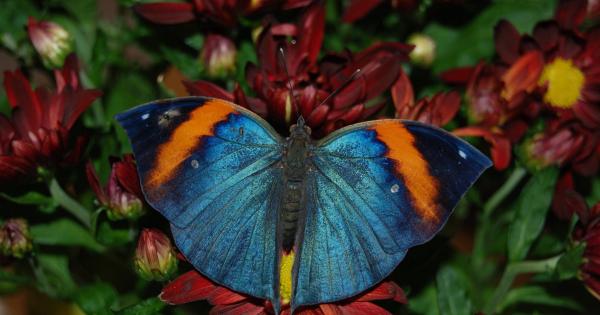 В истински тропически рай се превръща Sofia Ring Mall от