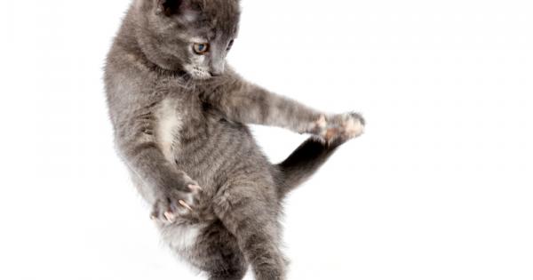 Веднъж един стар котарак видял малко котенце което гонело собствената