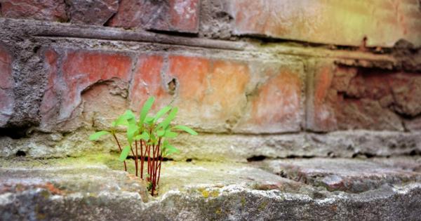 Ако заветната ти мечта се е осъществила – прекрасно Ако