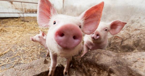 Учени от университета Йейл успяха да запазят живи мозъци на