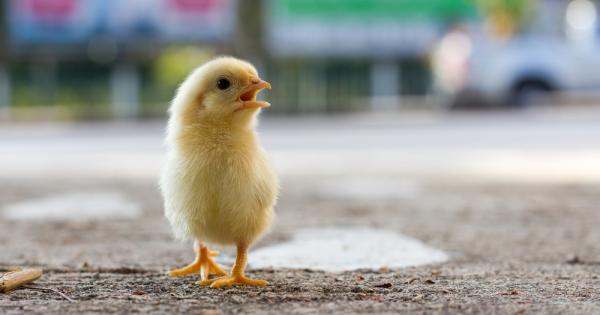 Основен въпрос защо пилето пресича пътя Отговори Учителката от детската градина