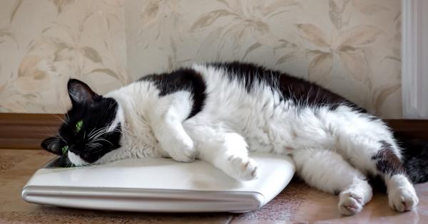 Ако домашният ви любимец лежи по цял ден и става