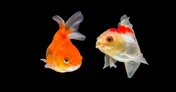 Декоративните рибки са един от видовете домашни любимци чието отглеждане