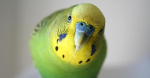 Домашните любимци са любвеобили и верни но понякога те са