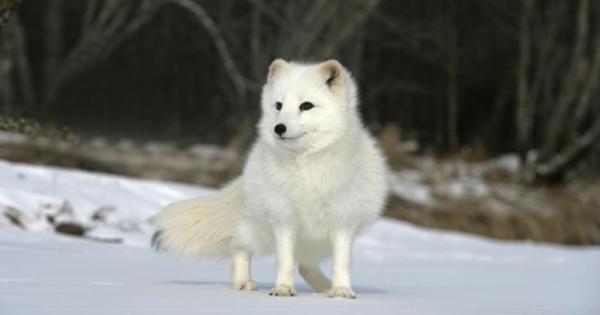 Знаем колко много обичате лисиците Именно поради тази причина решихме