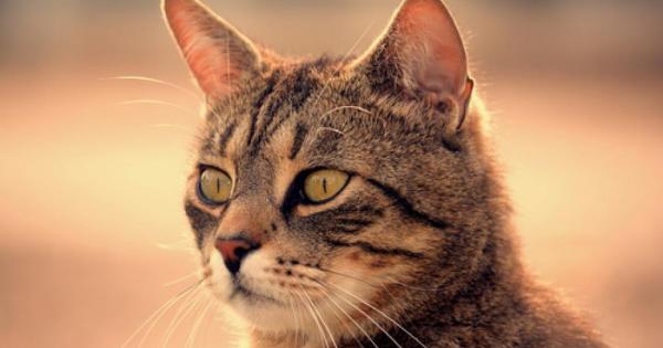 Котките са наистина прекрасни същества Те са чисти умни и