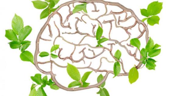 Дали умът ви е достигнал своя пик или тепърва се