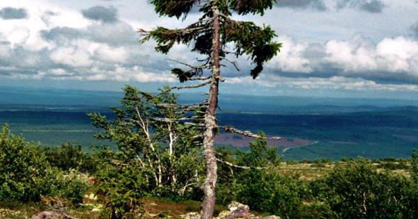 Най старото дърво в света  принадлежащо към клонална колония  е норвежки смърч на