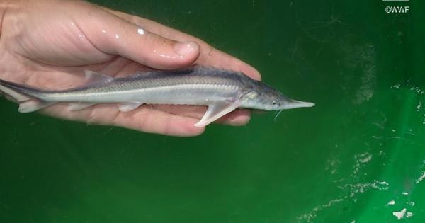 Две новоизлюпени есетри бяха открити от научната експедиция организирана от