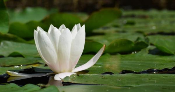 Опитайте се да ги следвате и ще се уверите че