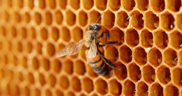 Учените обикновено обясняват успеха на пчелите с разделението на работата