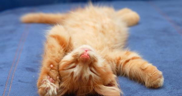 Ако ви хванат да гледате смешно клипче с котенца докато